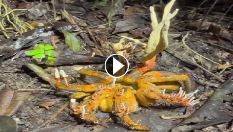 اكتشاف ثالث عنكبوت مصاب بفطر الزومبي في الأمازون.. فيديو