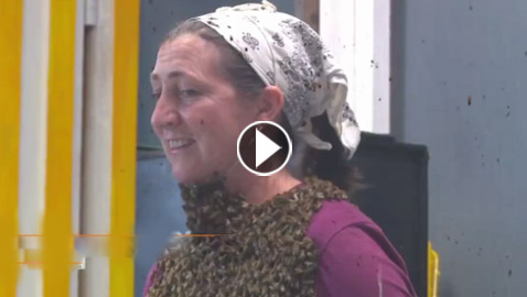 تحدي جريء: 10 آلاف نحلة تلتف حول رقبة امرأة.. فيديو