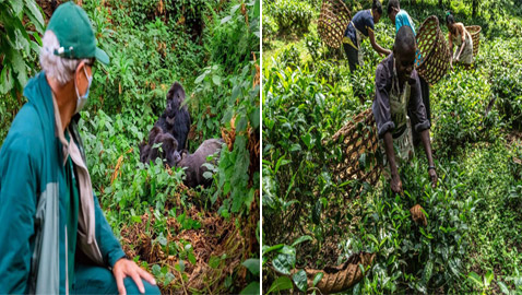 800 دولار بالساعة.. ما سبب الكلفة المرتفعة لهذه التجربة السياحية في أوغندا؟