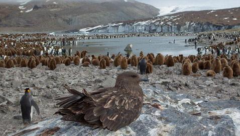 جائحة تفتك بأكثر الأماكن عزلة على الأرض