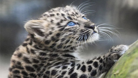 إليكم أجمل الصور لشبل نادر في نوفوسيبيرسك السيبيرية