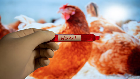 إنفلونزا الطيور تقلق الولايات المتحدة الأمريكية..!