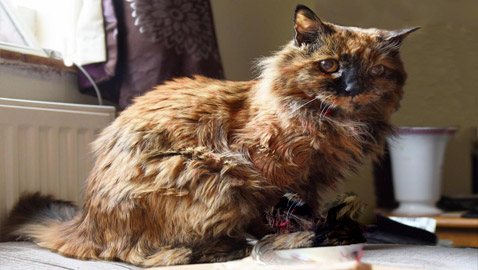 وفاة روزي أكبر قطة معمرة في العالم.. عن 33 عاما