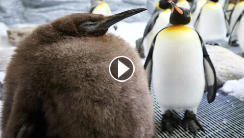 يتابعه 1.9 مليار شخص.. بطريق ضخم يصبح نجما على مواقع التواصل