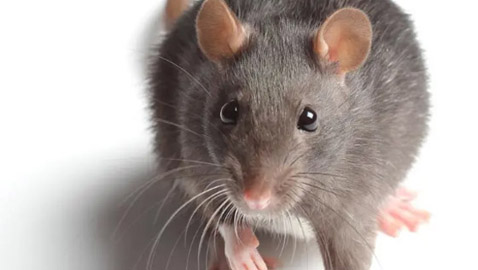 خرج من علبة طعام.. فأر يجبر طائرة على الهبوط اضطراريا