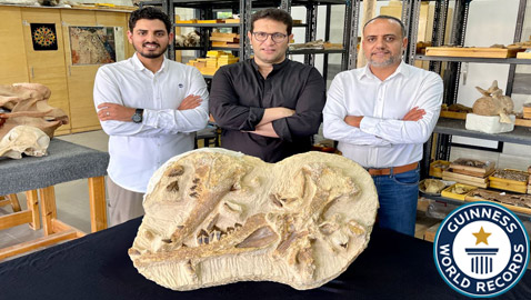 عمرها 41 مليون سنة.. مصر تدخل موسوعة غينيس بحفرية 
