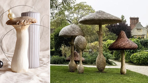 الفطر من نبات مستخدم في وصفات الأكل إلى ديكور المنزل والبناء