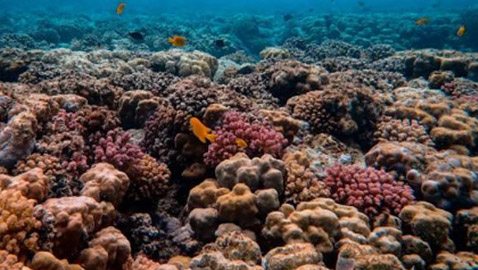 اكتشاف أكبر مستعمرة مرجانية بحرية في العالم