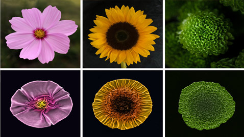 فيروسات تلتهم البكتيريا وتصنع أشكالا طبيعية تشبه الزهور (صور)