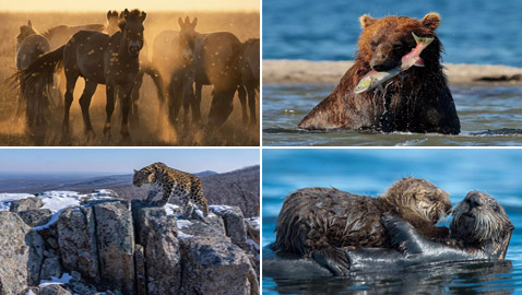 أكثر اللقطات المذهلة وأجمل الصور للحيوانات البرية في روسيا