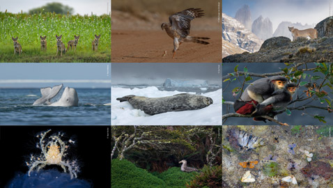 ألق نظرة على صور مسابقة مصور الحياة البرية لعام 2024