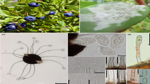 فاكهة محببة جدا.. مهددة بالاختفاء من العالم بسبب الفطريات!