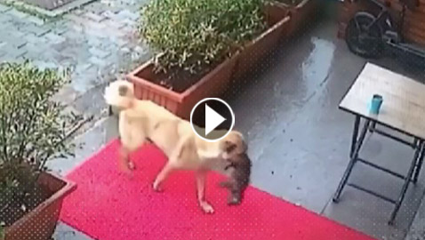 لن تصدق ما سترى.. كلبة تذهب لعيادة بيطرية لإنقاذ جروها (فيديو)