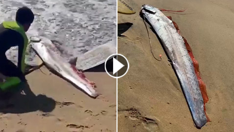 فيديو: ظهور 