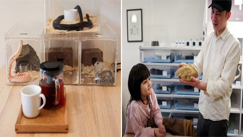 قهوة بصحبة ثعبان.. هكذا يحتفل متجر تايواني بالعام القمري الجديد