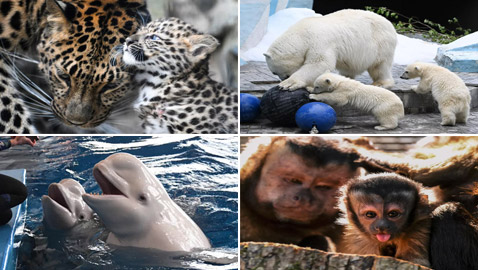 صور ساحرة ومميزة لصغار حدائق الحيوان