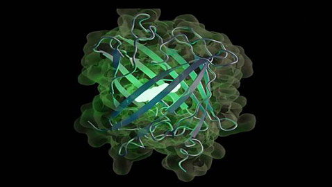 ����� ���� 