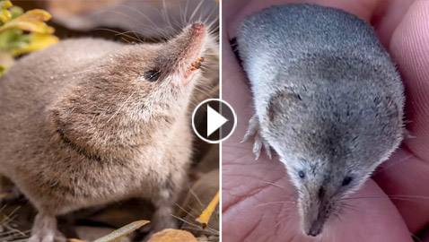 صورة أولى لحيوان مراوغ لم يتمكن العلماء من تصويره من قبل