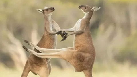 أول جنين كنغر في العالم باستخدام التلقيح الاصطناعي