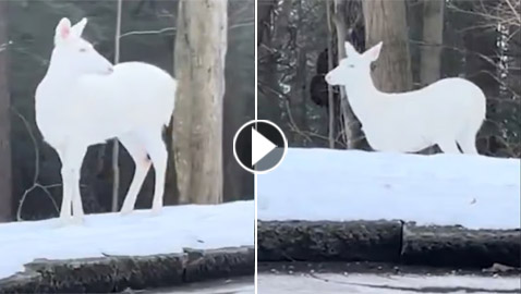 فيديو: لقطات توثق ظهور حيوان نادر يعاني طفرة جينية