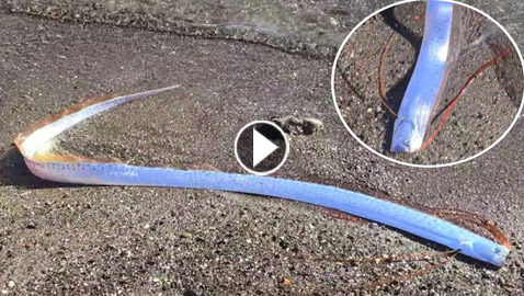 كارثة قادمة! سمكة 