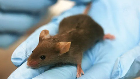 علماء يحاولون تعليم الفئران لغة البشر.. ماذا كانت النتيجة؟
