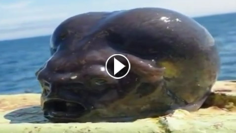 يشبه الدماغ.. فيديو لمخلوق غريب انتشله صياد روسي من قعر البحر