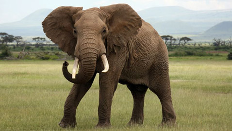 إليكم 8 من أبرز المعلومات عن الأفيال وأسرار حياتها