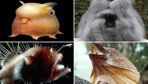 بالصور: إليكم أغرب المخلوقات التي اكتشفها الباحثون على مر التاريخ