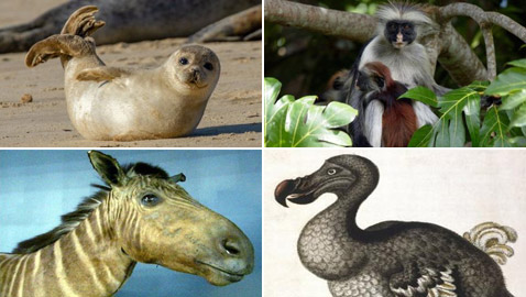 حيوانات وكائنات لن نراها مجددا وأخرى عادت إلى الحياة من جديد!