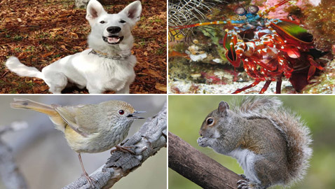 بالصور: 7 حيوانات لا يمكنكم الوثوق بها فهي تجيد الكذب!