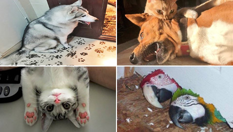 صور طريفة لتحول الحيوانات الأليفة إلى مثيري شغب