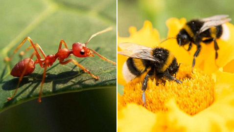 5 حيوانات وكائنات حية يحتاجها الإنسان للبقاء على قيد الحياة