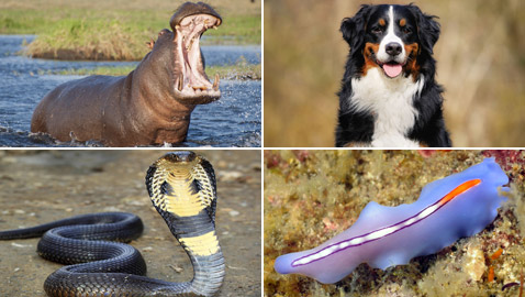 القائمة صادمة: إليكم أخطر 10 حيوانات على الكوكب!