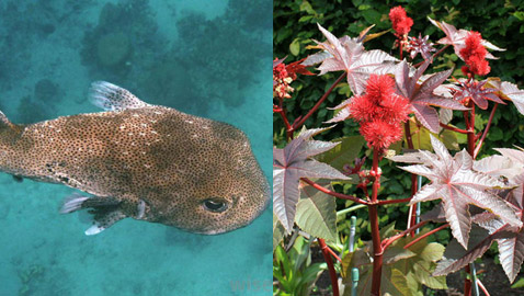 أشهر 10 سموم فتاكة عرفتها الإنسانية!