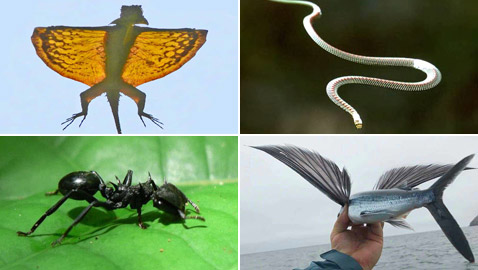 صور: تعرفوا إلى 10 حيوانات لم تكن تعلم أنها تستطيع الطيران والتحليق!