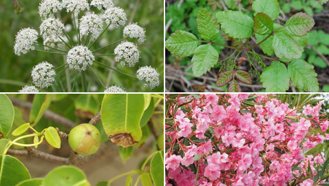 بالصور: تعرفوا إلى بعض النباتات السامة التي يجب عدم لمسها إطلاقا!