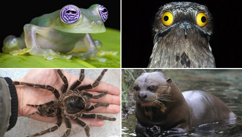 بالصور: تعرفوا إلى أغرب وأخطر الحيوانات في غابات الأمازون