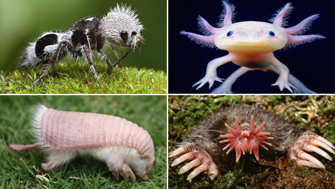 بالصور: تعرفوا إلى أغرب 10 حيوانات تعيش على كوكب الأرض