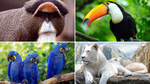 تعرفوا إلى أغلى الحيوانات حول العالم.. إحداهم سعره 16 مليون دولار!