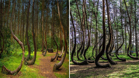 غابة الأشجار الملتوية.. معجزة بولندا التي أدهشت العالم! صور