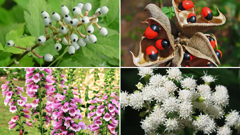 إليكم أخطر 10 نباتات وأكثرها سمية في العالم فقد تؤدي إلى الوفاة