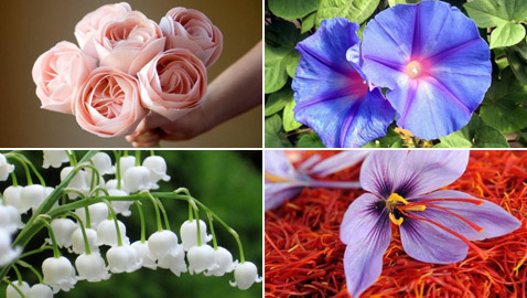 أغلى الأزهار النادرة يصل سعرها 15 مليون دولار وبعضها لا يقدر بثمن