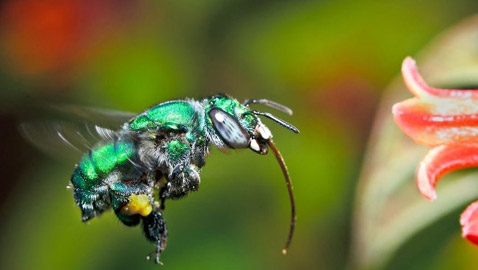 أجمل 10 حشرات في العالم: هل صادفت أحدهم من قبل؟