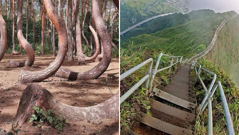 السلم للجنة والغابة الملتوية.. إليكم أغرب الأماكن السياحية في العالم