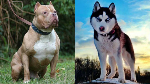 صور: تعرفوا إلى أخطر وأشرس 5 كلاب حول العالم