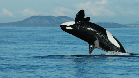 هذه حقائق سخيفة ولكنها صحيحة تمامًا... تعرفوا عليها