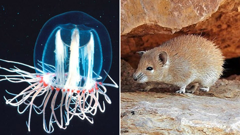 5 مخلوفات نادرة مذهلة بقدرات شبه خارقة أذهلت وأربكت العلماء