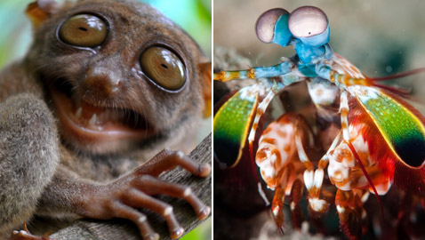 بالصور: تعرفوا إلى أغرب الحيوانات الأقوى بصرا في العالم