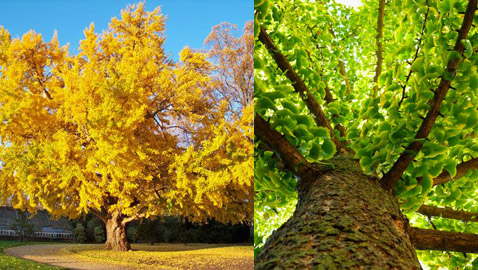 شجرة جنكو بيلوبا التي تعيش لملايين السنين